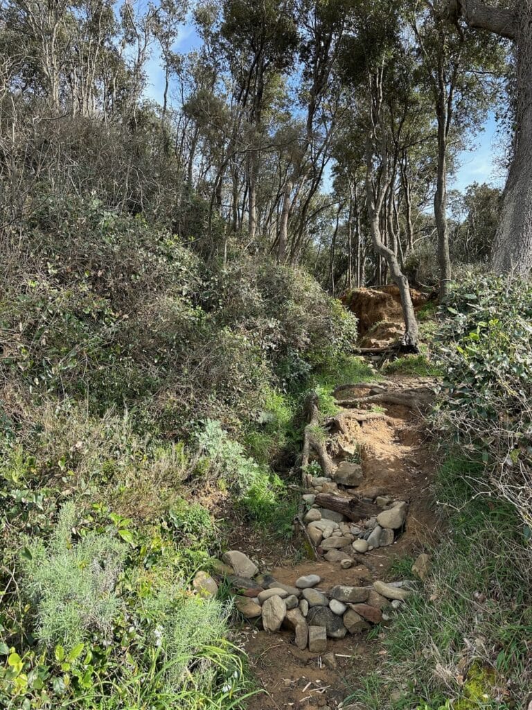 Der Wald in im Naturschutzgebiet von Bandite di Scarlino