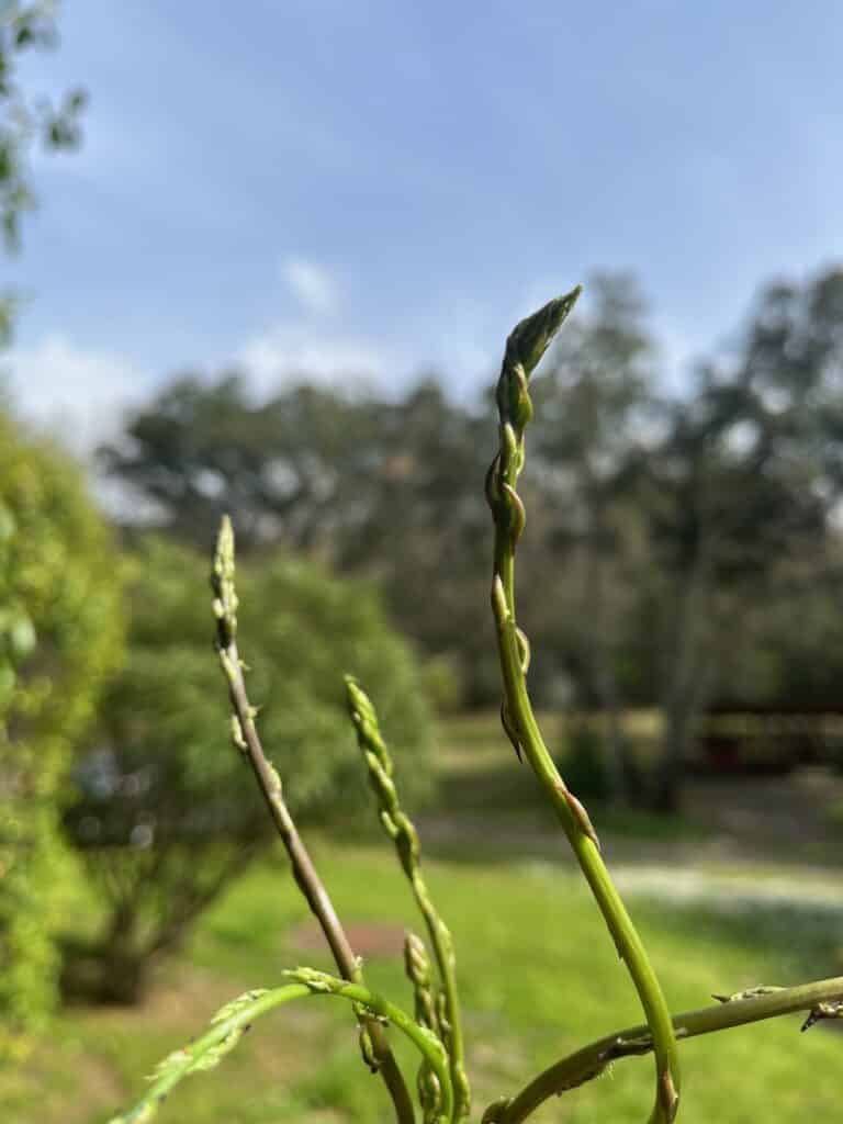 Wilder Spargel aus eigenem Garten an Ostern