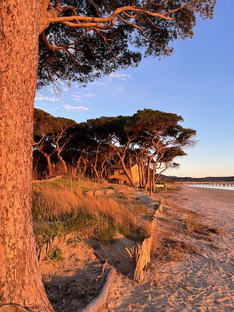 Die gewaltigen Pinien am Strand von Follonica
